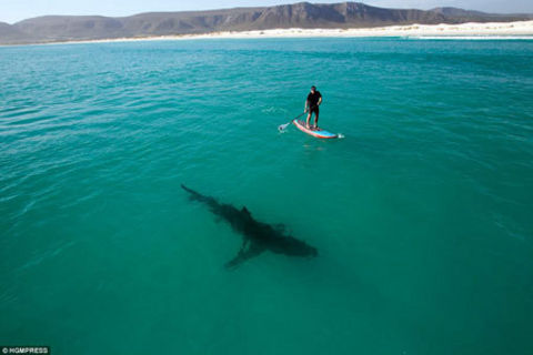 Shark expert paddles within feet of great white