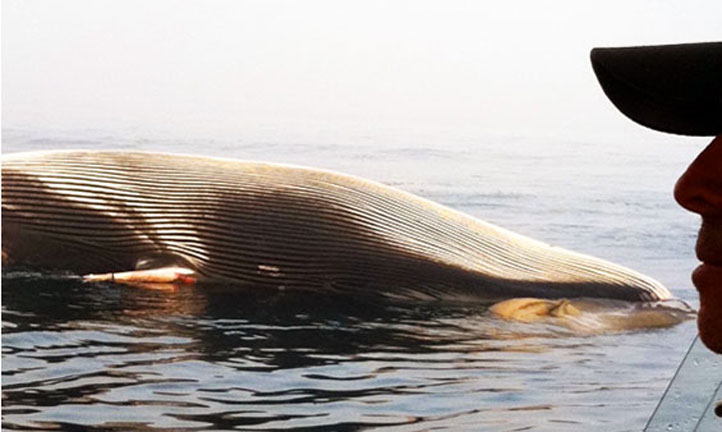 Robbins, a Whale and that Perfect Wave.